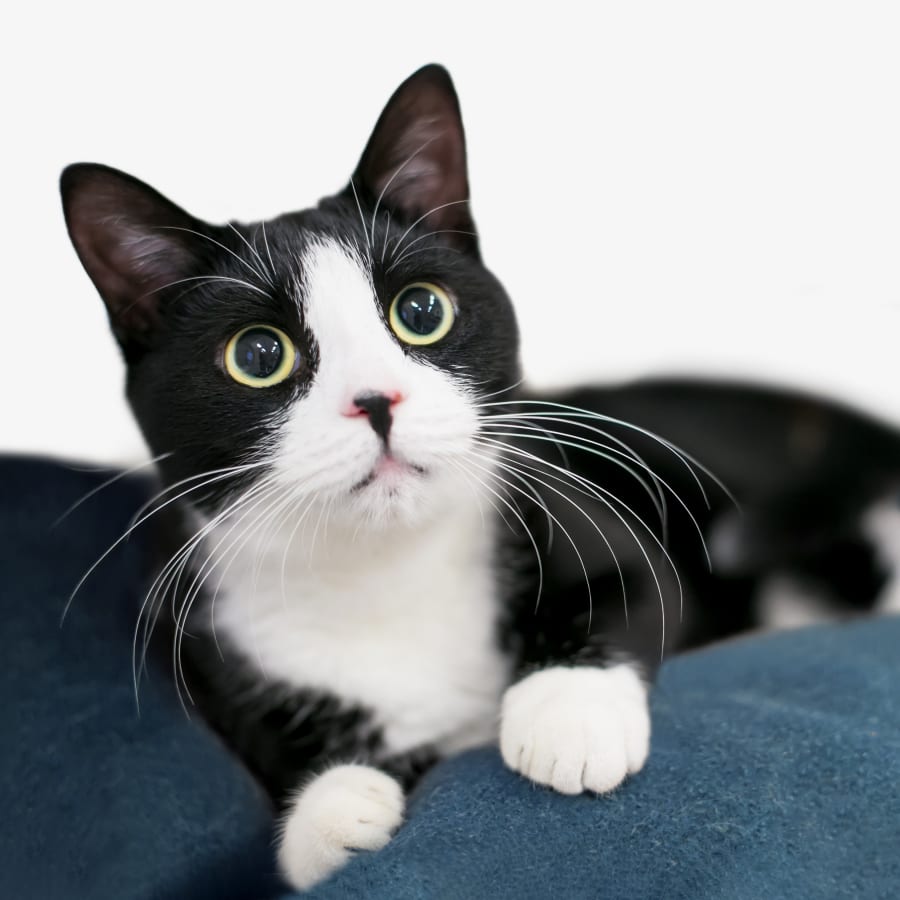 A scared cat after the spaying or neutering surgery in San Diego