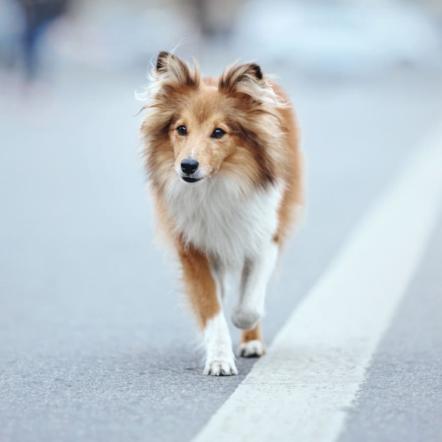 A dog walks on a street, Warm Laser Therapy For Dogs in San Diego