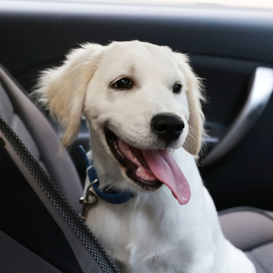 A happy dog before his spaying or neutering surgery in San Diego