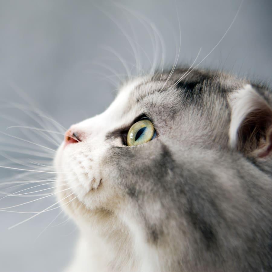 A cat looks up and preparing for a veterinary surgery at our San Diego Bay Animal Hospital