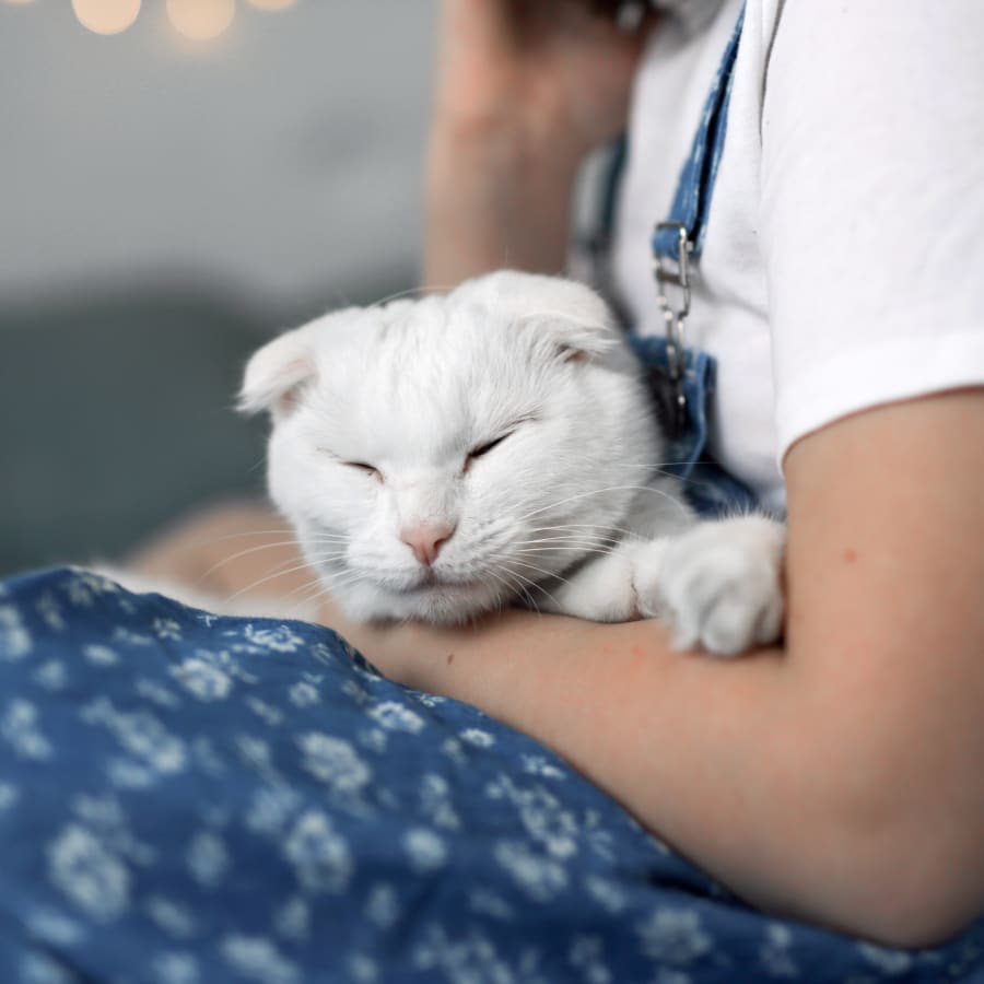 A cat on a vaccination at out San Diego Bay Animal Hospital